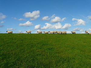 La laine de mérinos en été - FJORK Merino