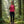 Active Top Merino 140
