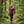 Bjork Zip 210 Women