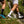 Fresh Cut Socks