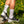 Fresh Cut Socks